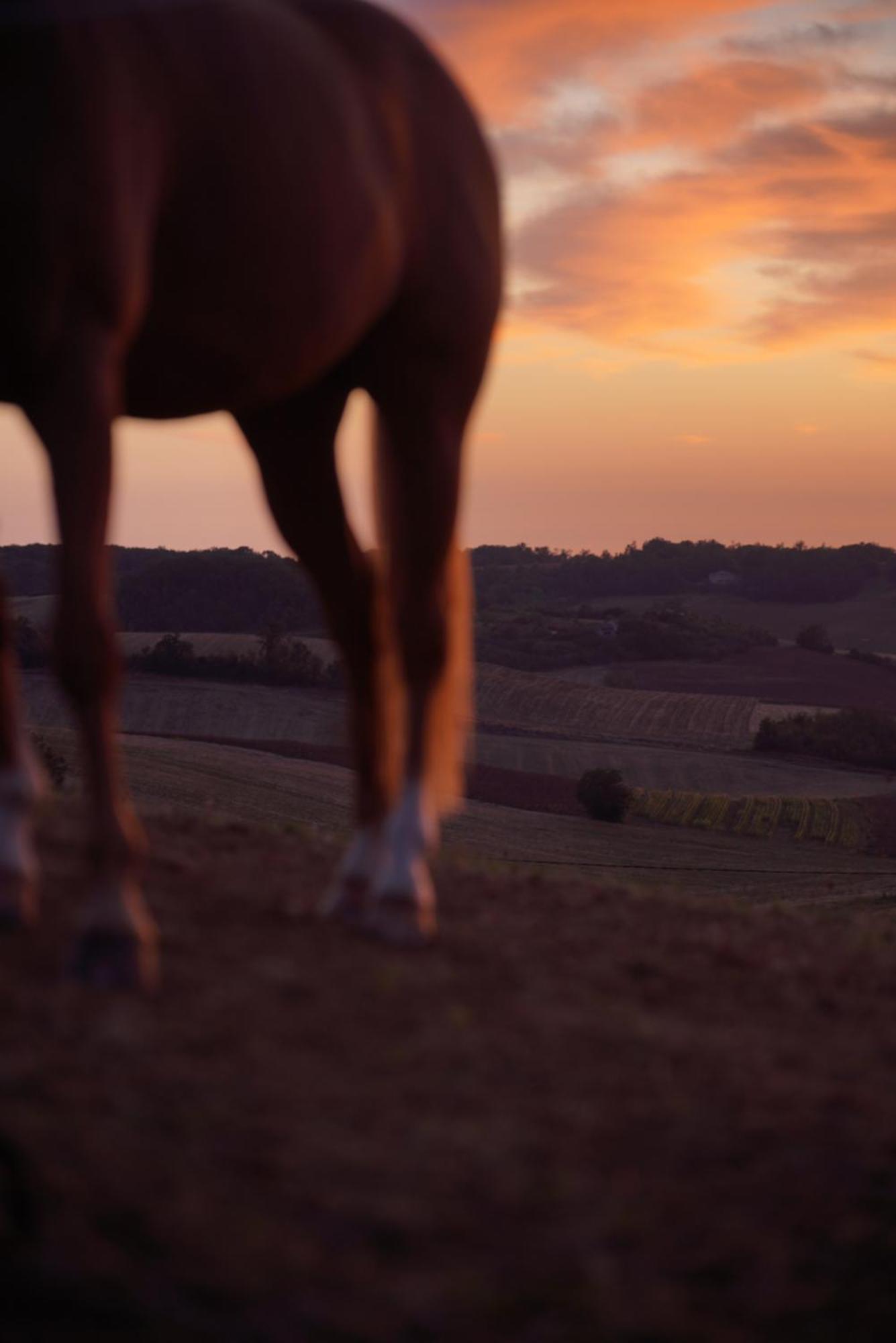 Logement Entier De Charme, Gite Equestre Gers Flamarens 외부 사진