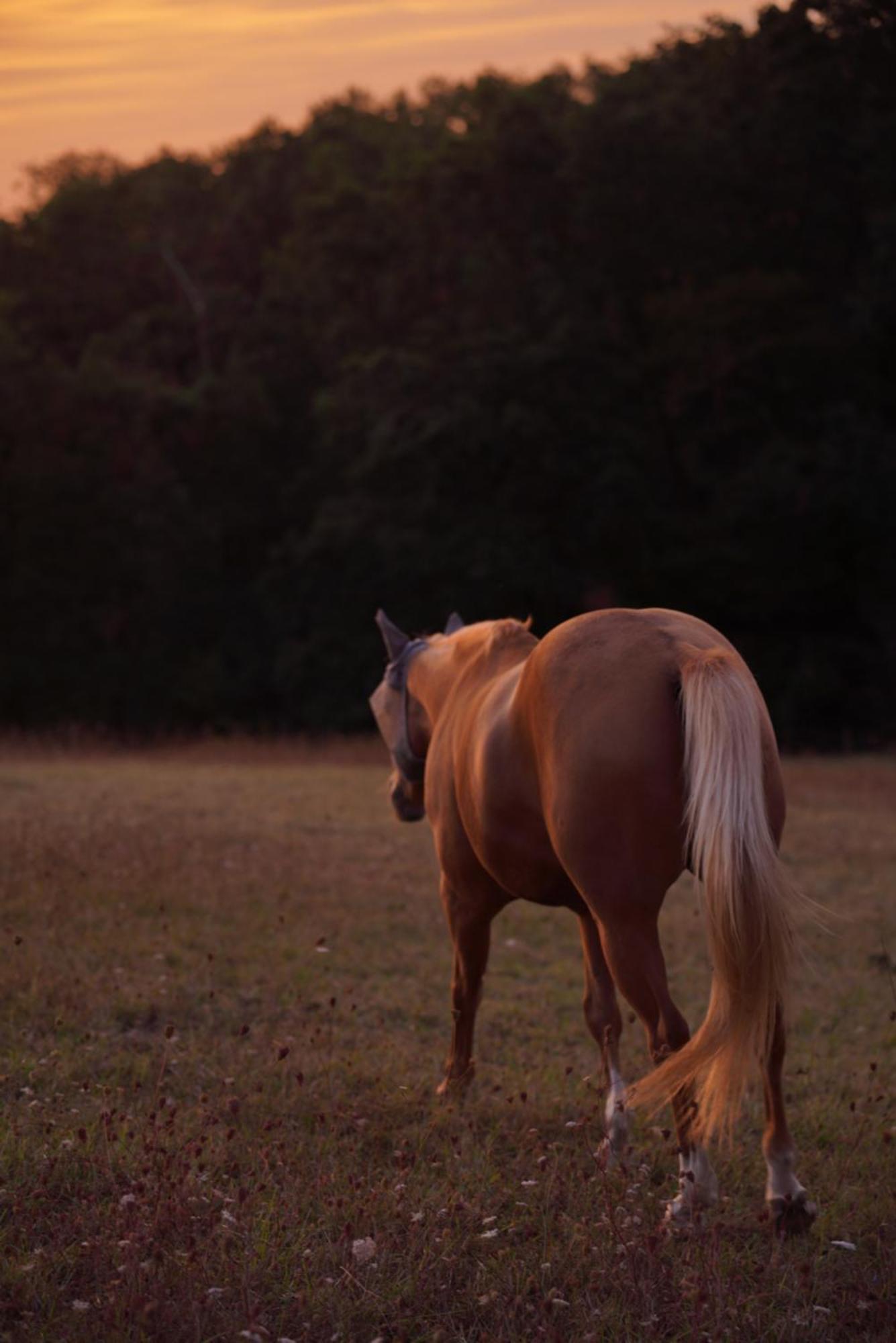 Logement Entier De Charme, Gite Equestre Gers Flamarens 외부 사진