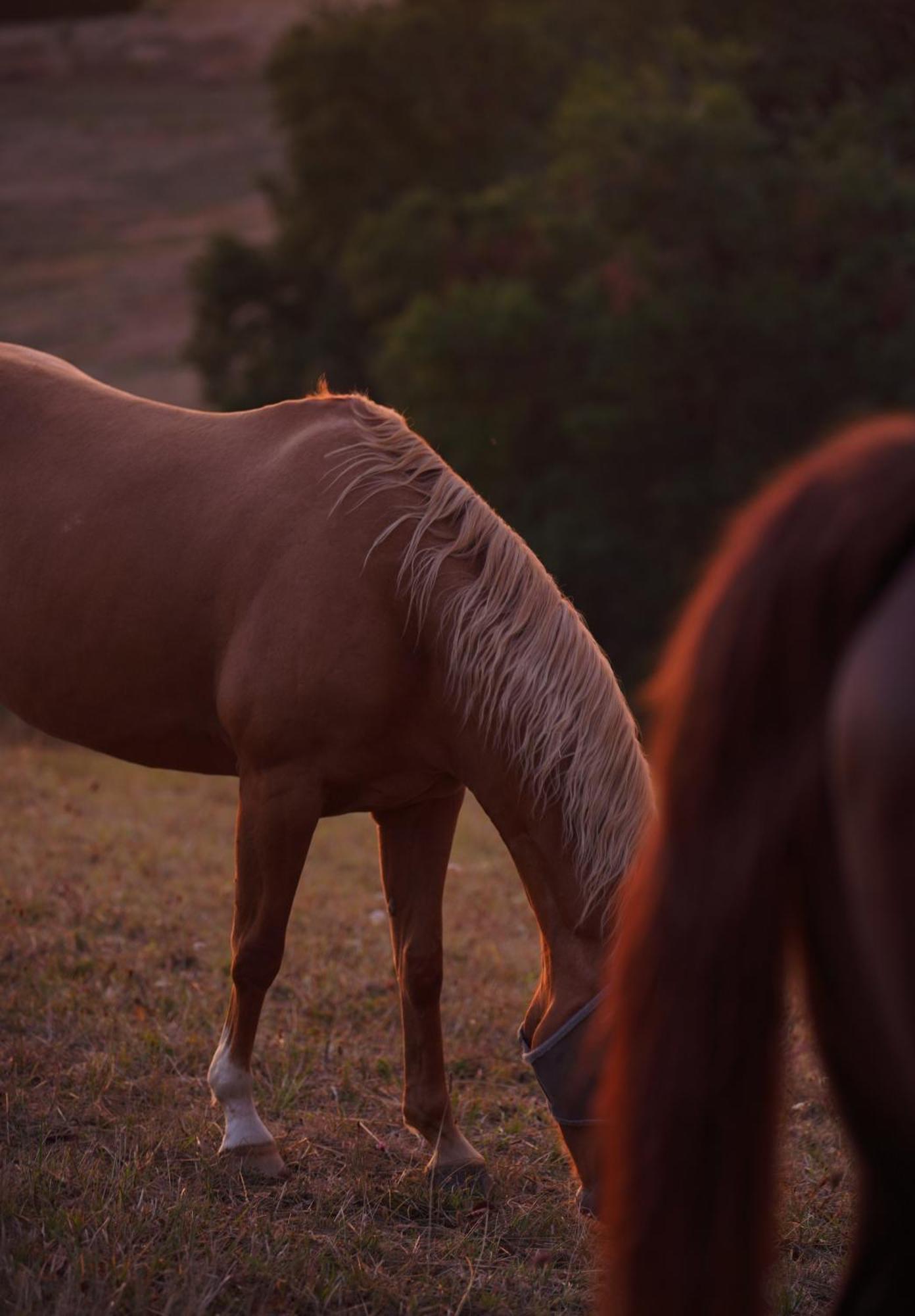 Logement Entier De Charme, Gite Equestre Gers Flamarens 외부 사진