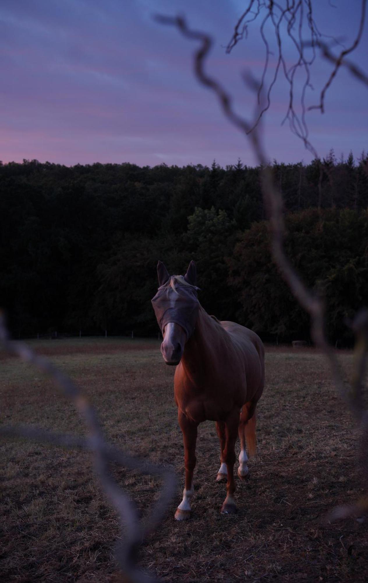 Logement Entier De Charme, Gite Equestre Gers Flamarens 외부 사진