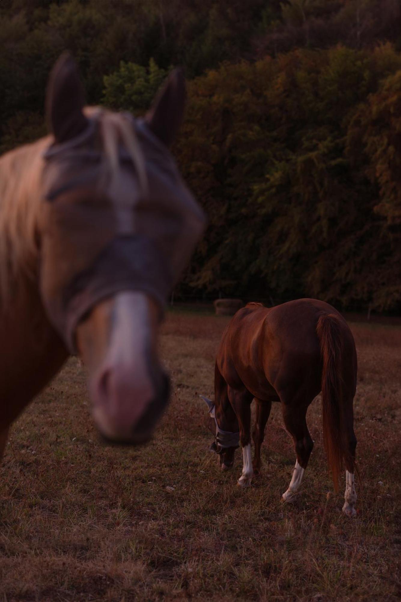 Logement Entier De Charme, Gite Equestre Gers Flamarens 외부 사진