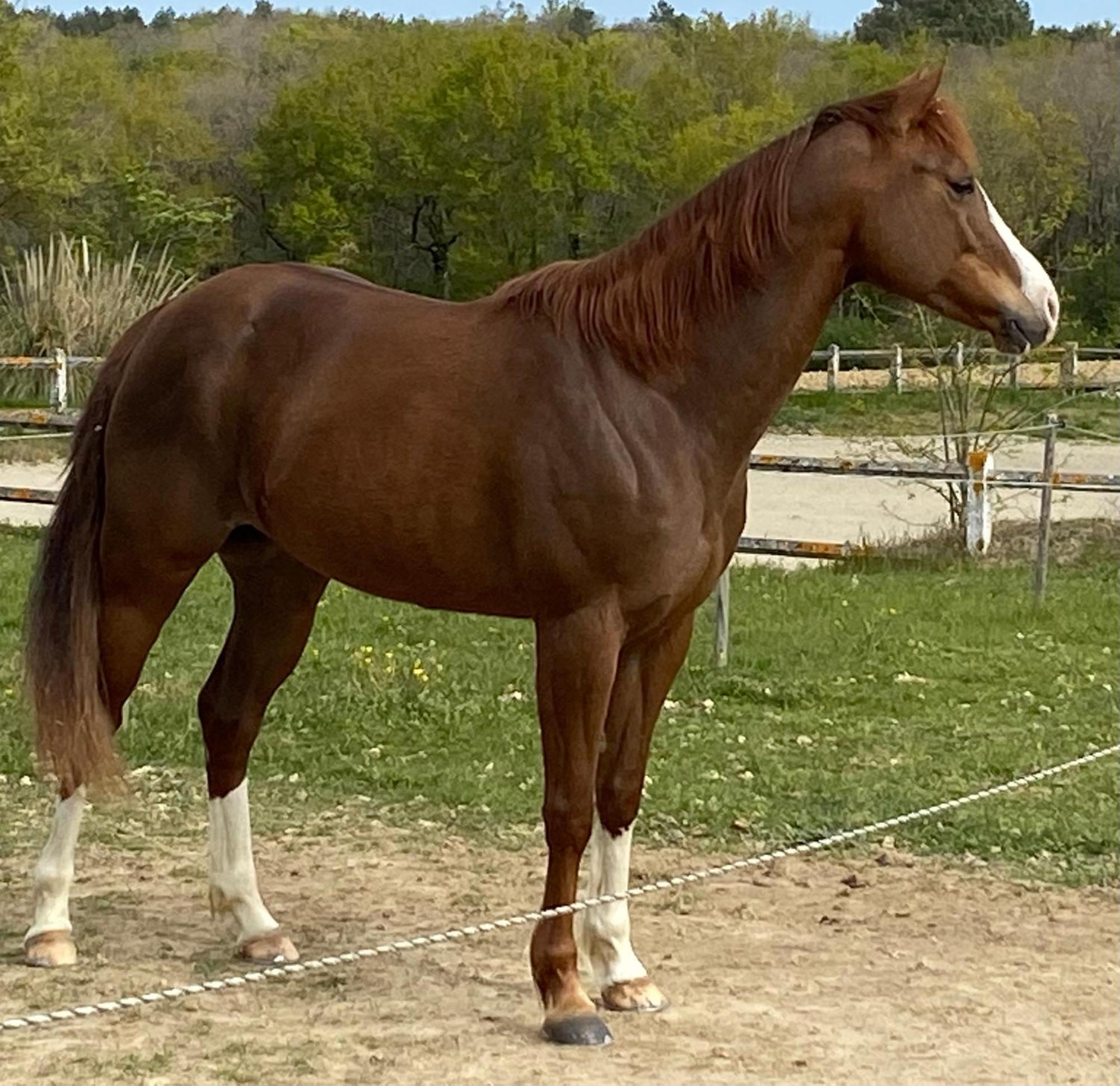 Logement Entier De Charme, Gite Equestre Gers Flamarens 외부 사진