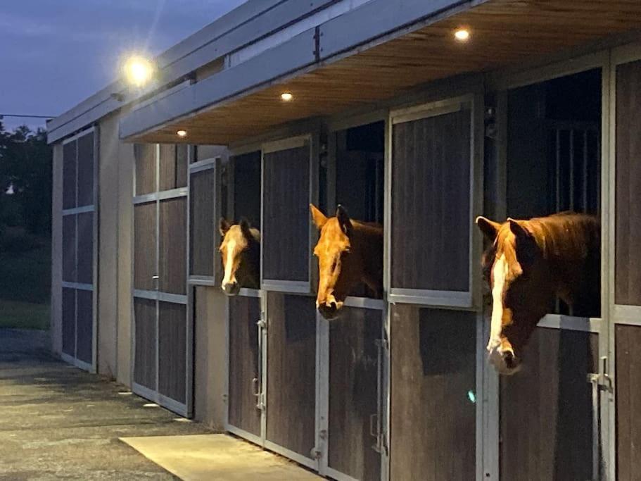 Logement Entier De Charme, Gite Equestre Gers Flamarens 외부 사진